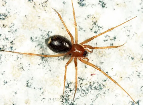 Helophora insignis