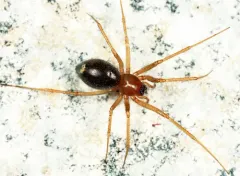 Helophora insignis thumbnail 1