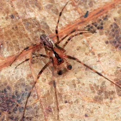 Taiga Sheetweb Weaver thumbnail 2