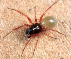 Porrhomma convexum thumbnail 2