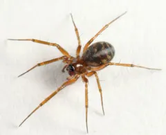 Zebra Thin Sheetweaver thumbnail 3