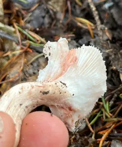 blotched woodwax thumbnail 1