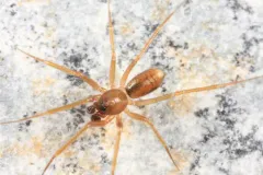 Wubana drassoides thumbnail 2