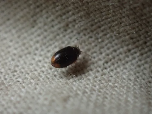 Contacyphon pusillus