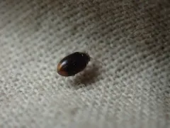 Contacyphon pusillus thumbnail 1