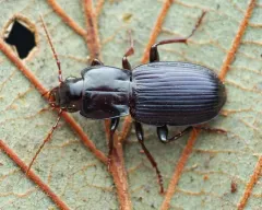 Pterostichus amethystinus thumbnail 2