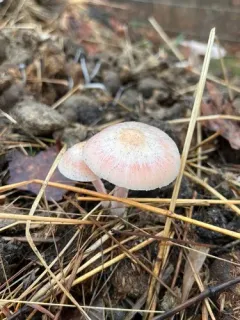 Bolbitius coprophilus thumbnail 3