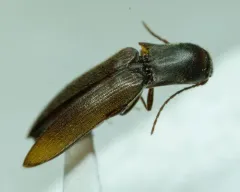 Oblong-necked Click Beetle thumbnail 2