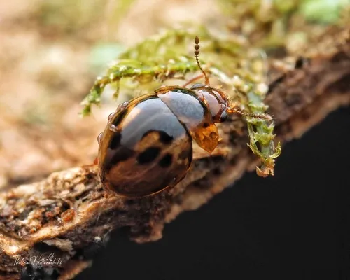 Agathidium maculosum