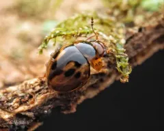 Agathidium maculosum thumbnail 1