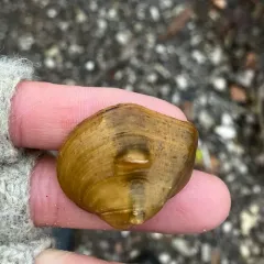 Three-horn Wartyback thumbnail 2
