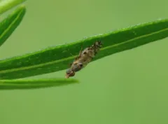 Campiglossa picciola thumbnail 2