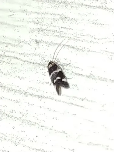 Elachista marachella