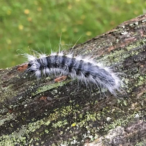 Walnut Caterpillar Moth