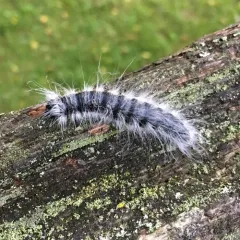 Walnut Caterpillar Moth thumbnail 1