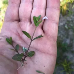 Yellowseed False Pimpernel thumbnail 3