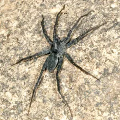 Stone Spider thumbnail 5