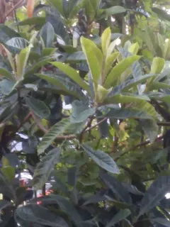 Loquat thumbnail 3
