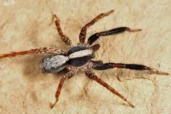 Schizocosa crassipes thumbnail 2