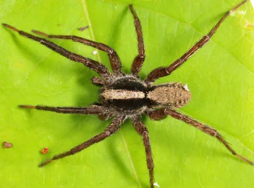 Schizocosa saltatrix