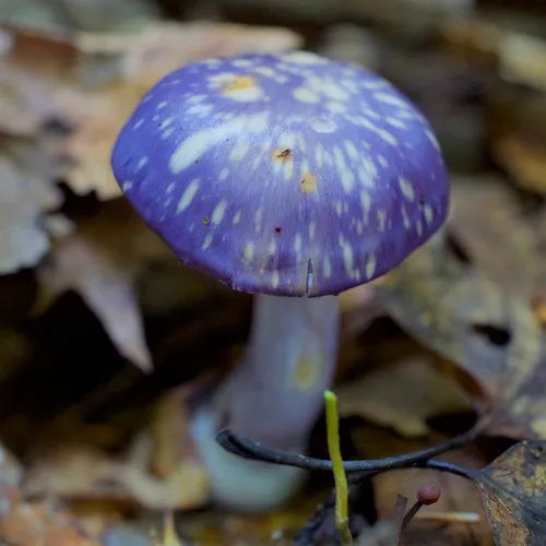 Viscid Violet Cort