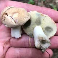 pallid bolete thumbnail 1