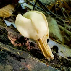 White Saddle thumbnail 3