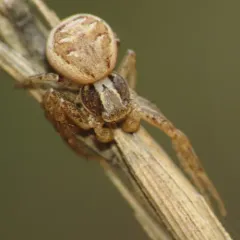 Common Crab Spider thumbnail 3