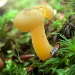 Ochre Jelly Club thumbnail 4