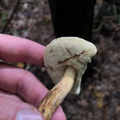 Leccinum longicurvipes