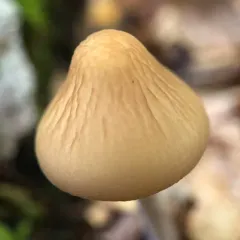 Beech Rooter thumbnail 3