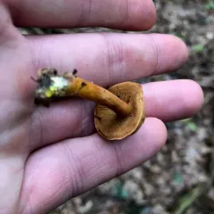 Chalciporus piperatoides thumbnail 3
