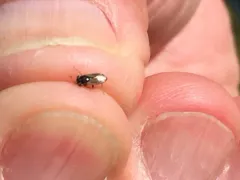 Large Big-eyed Bug thumbnail 2