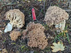 Ramaria subviolacea thumbnail 2
