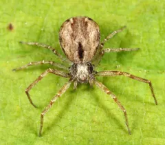Philodromus minutus thumbnail 2