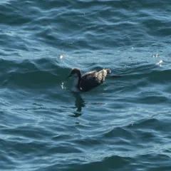 Pacific Loon thumbnail 4