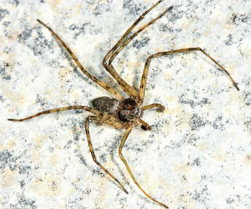 Resplendent Running Crab Spider