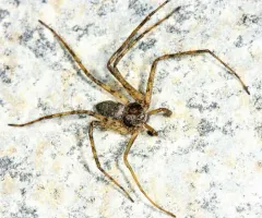 Resplendent Running Crab Spider thumbnail 1