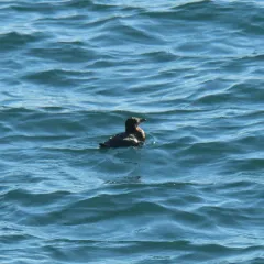 Rhinoceros Auklet thumbnail 2