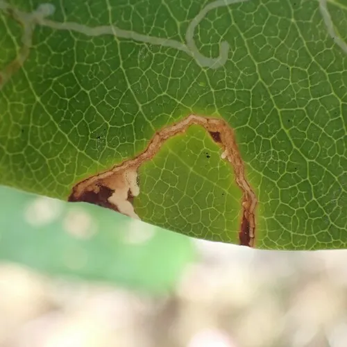 Epinotia nigralbana