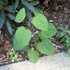 katsura tree thumbnail 1