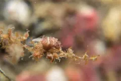 Thorlaksonius grandirostris thumbnail 1