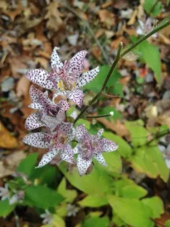 Toad Lily thumbnail 4