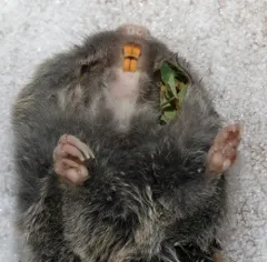 Northern Pocket Gopher thumbnail 3