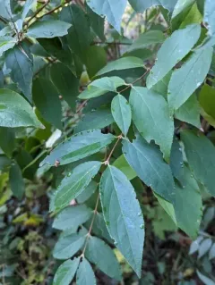 Deutzia crenata thumbnail 2