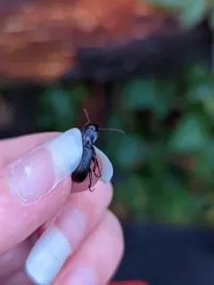 Pterostichus herculaneus thumbnail 2