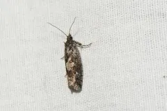 Yellow Spruce Budworm Moth thumbnail 1