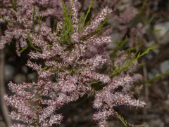 saltcedar thumbnail 3
