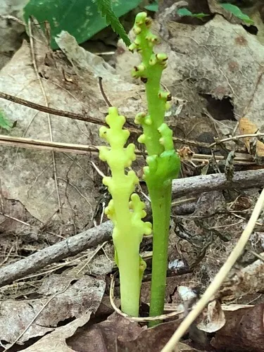 little goblin moonwort
