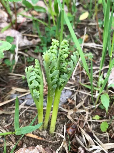 prairie moonwort